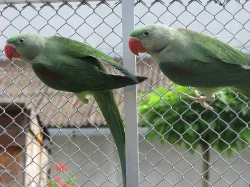 Alexandr velký - Nepálský